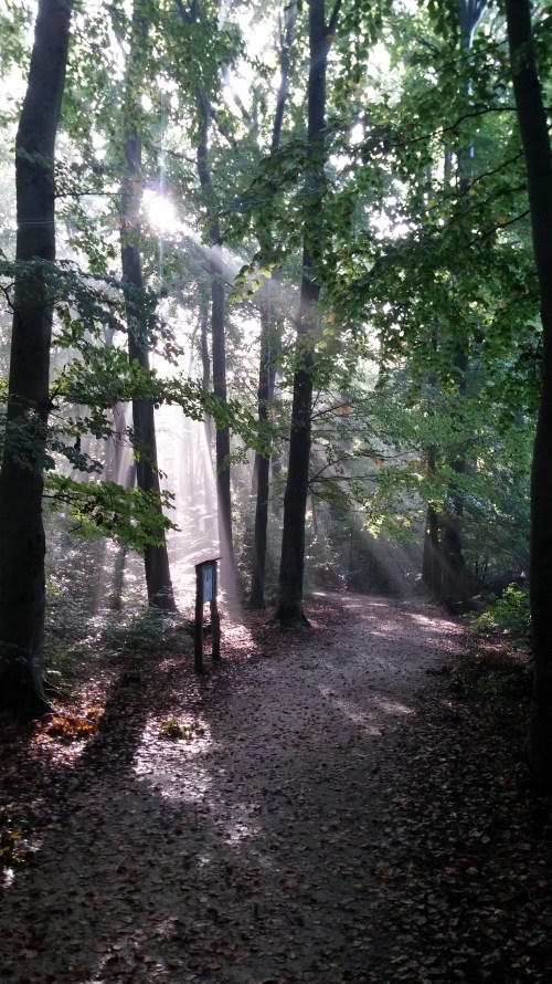 20171001_101426Waldweg