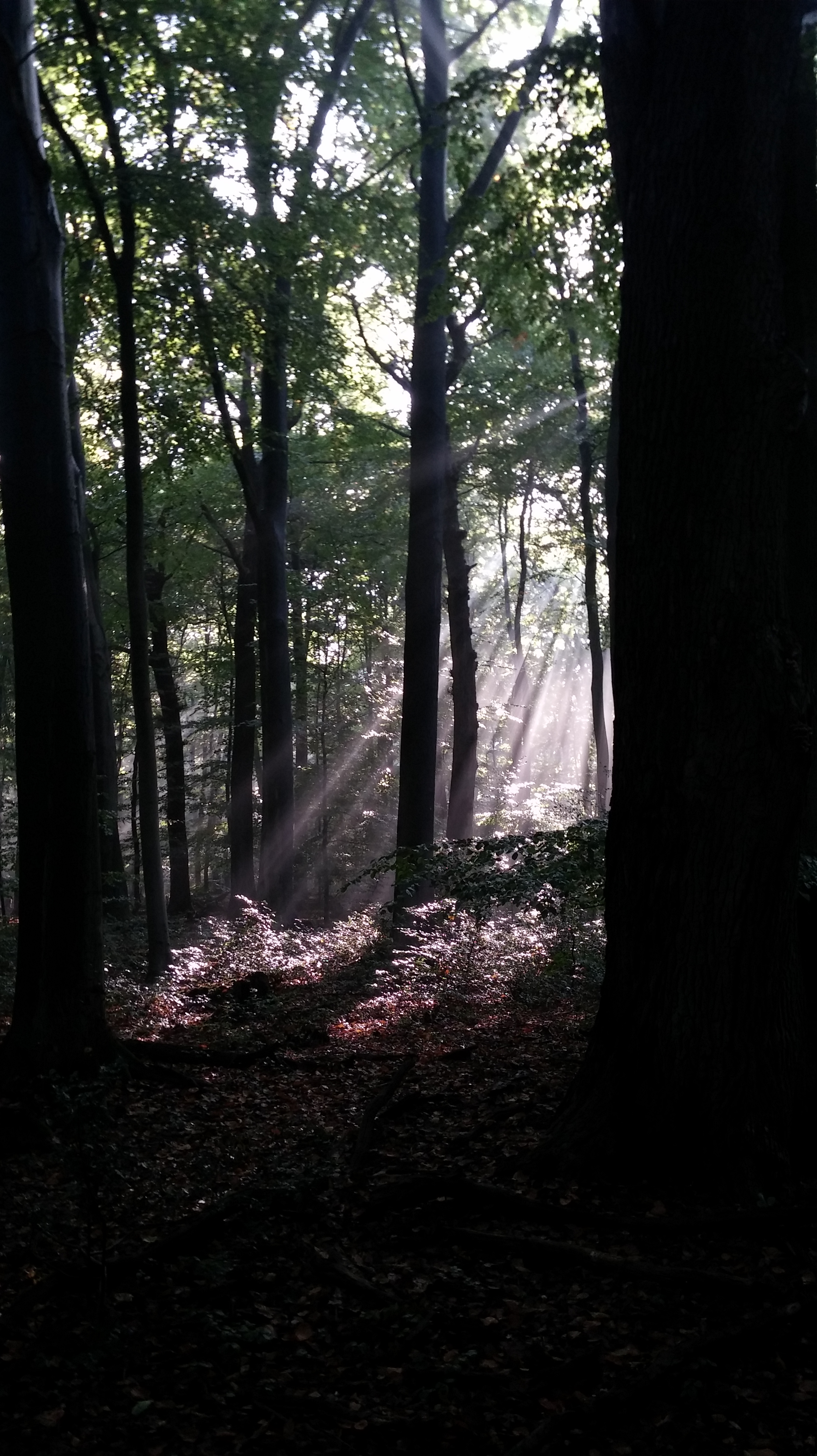 20171001_101455Wald2