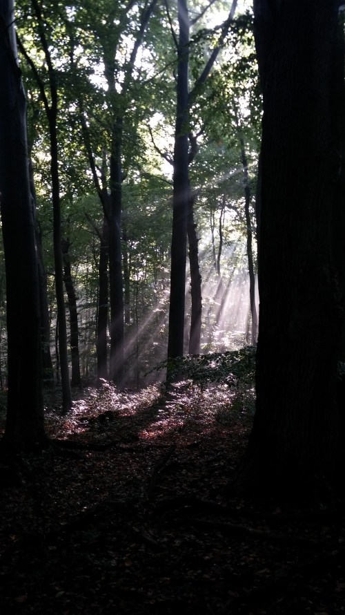 20171001_101455Wald2