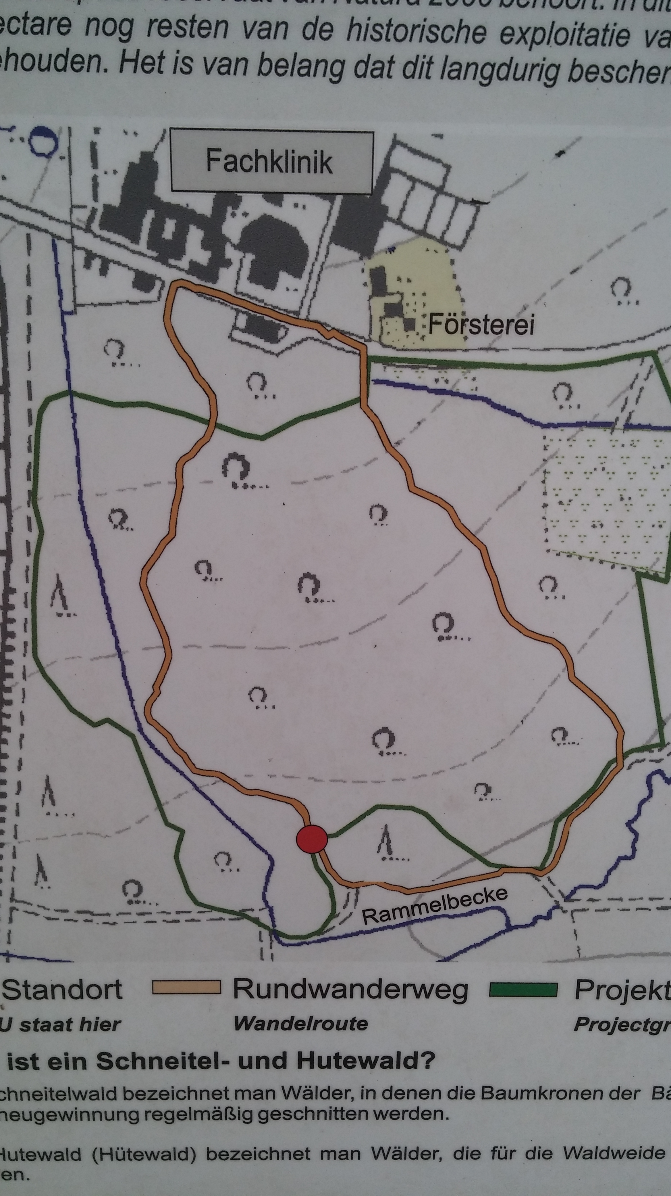 20180510_113638Totholz