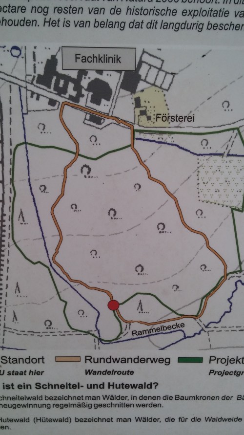 20180510_113638Totholz