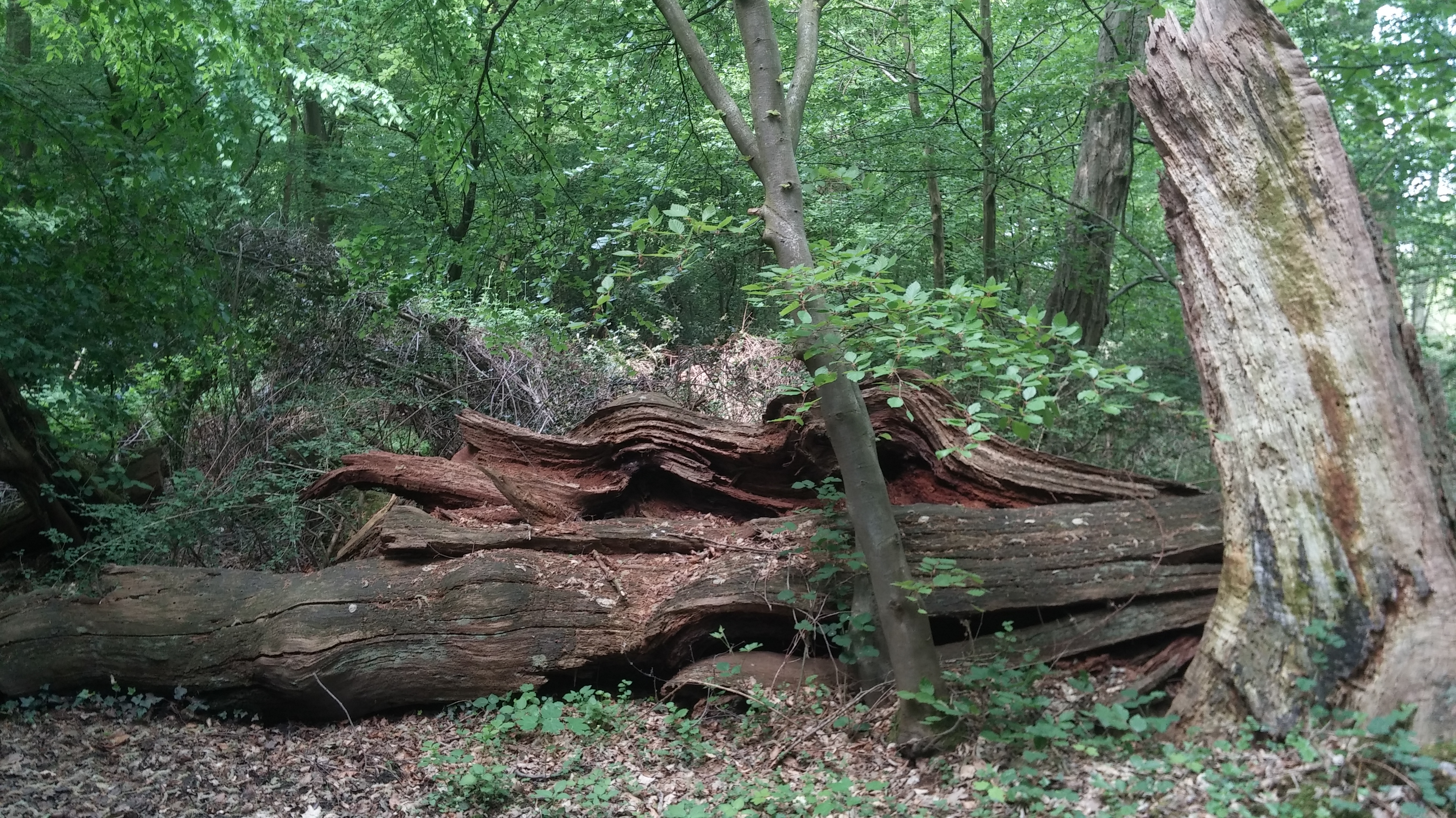 20180510_114938Hutewald