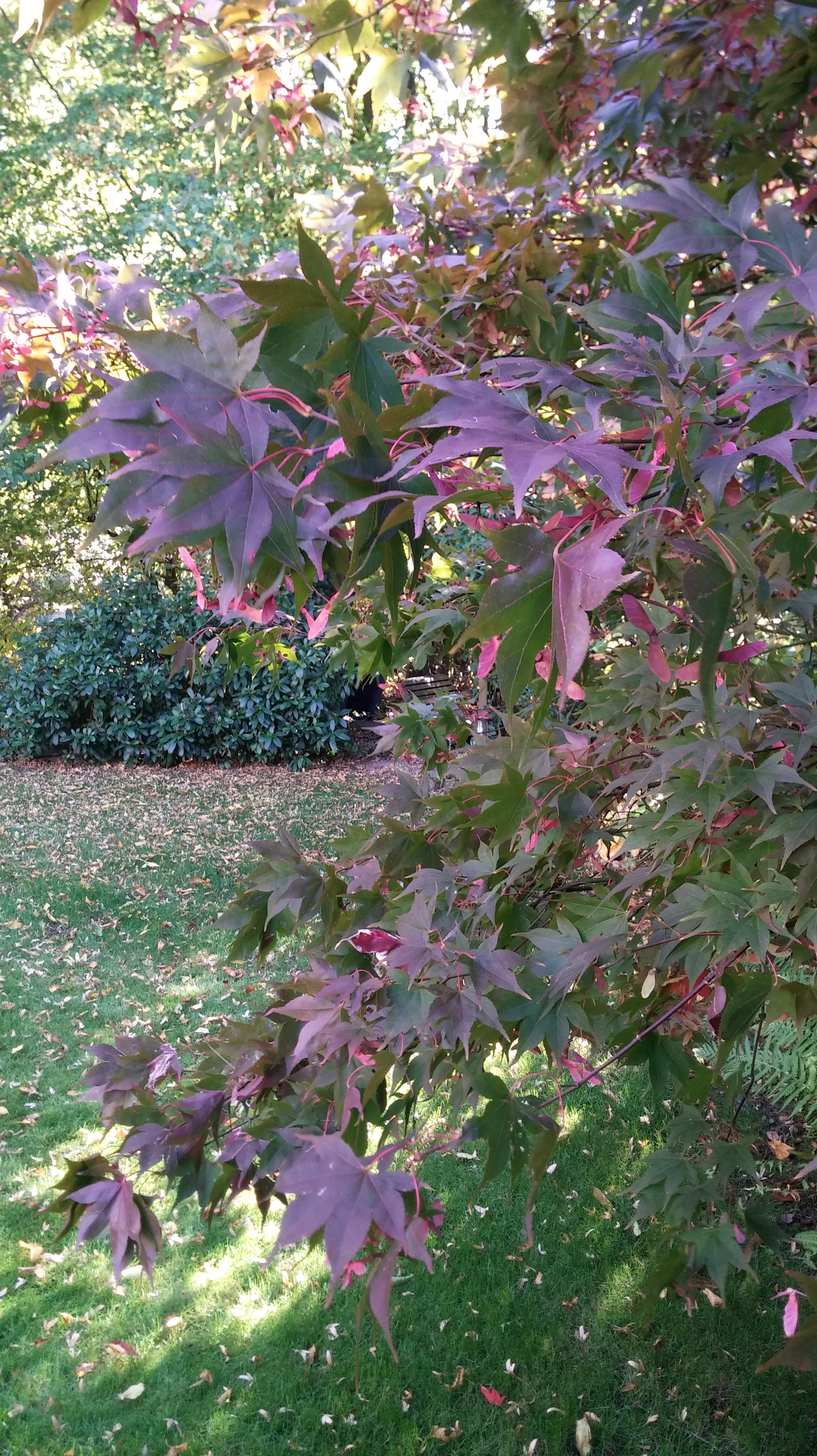 20181014_134826Garten