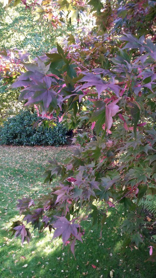 20181014_134826Garten