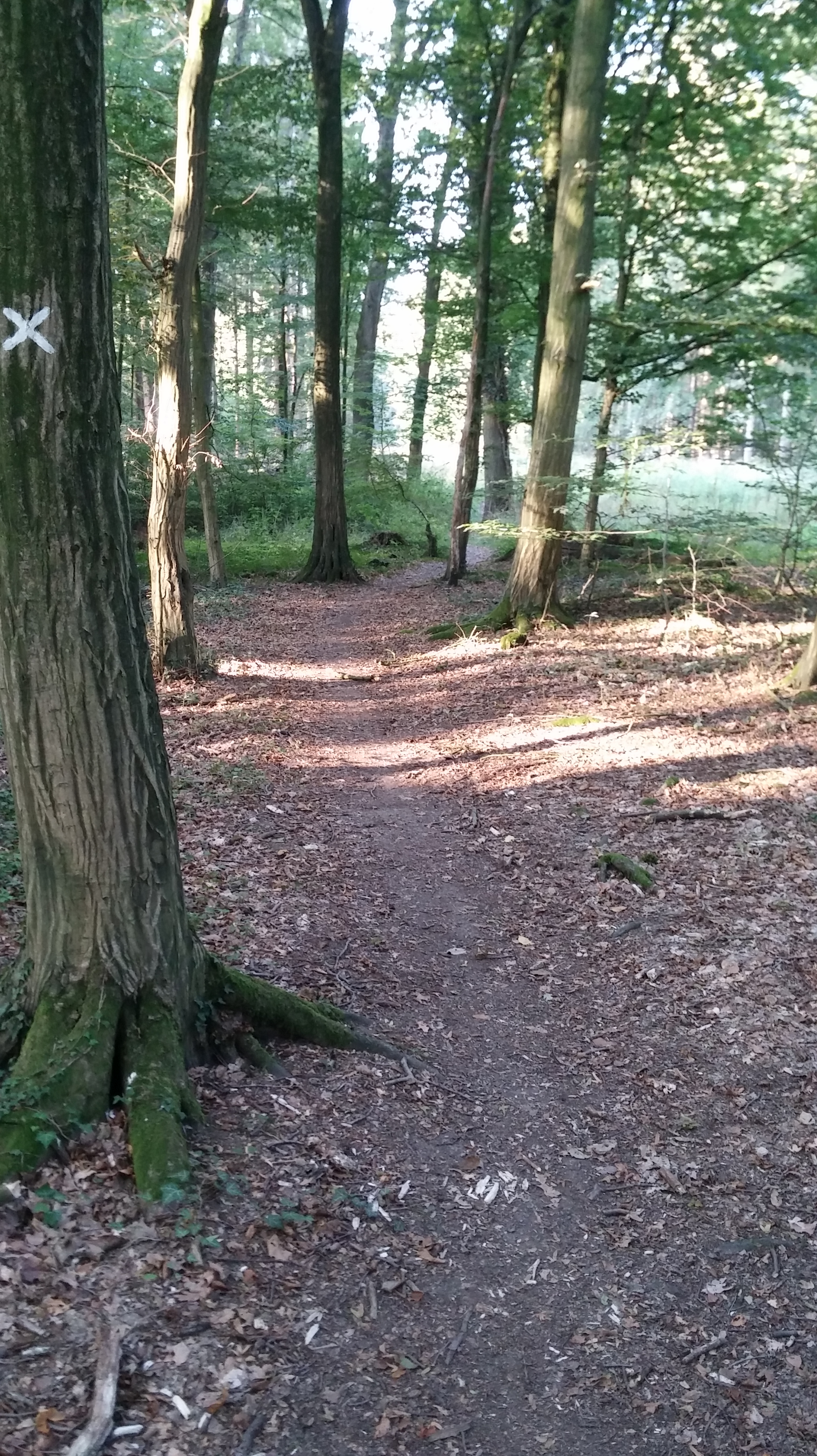 20190910_090754Waldweg 1b