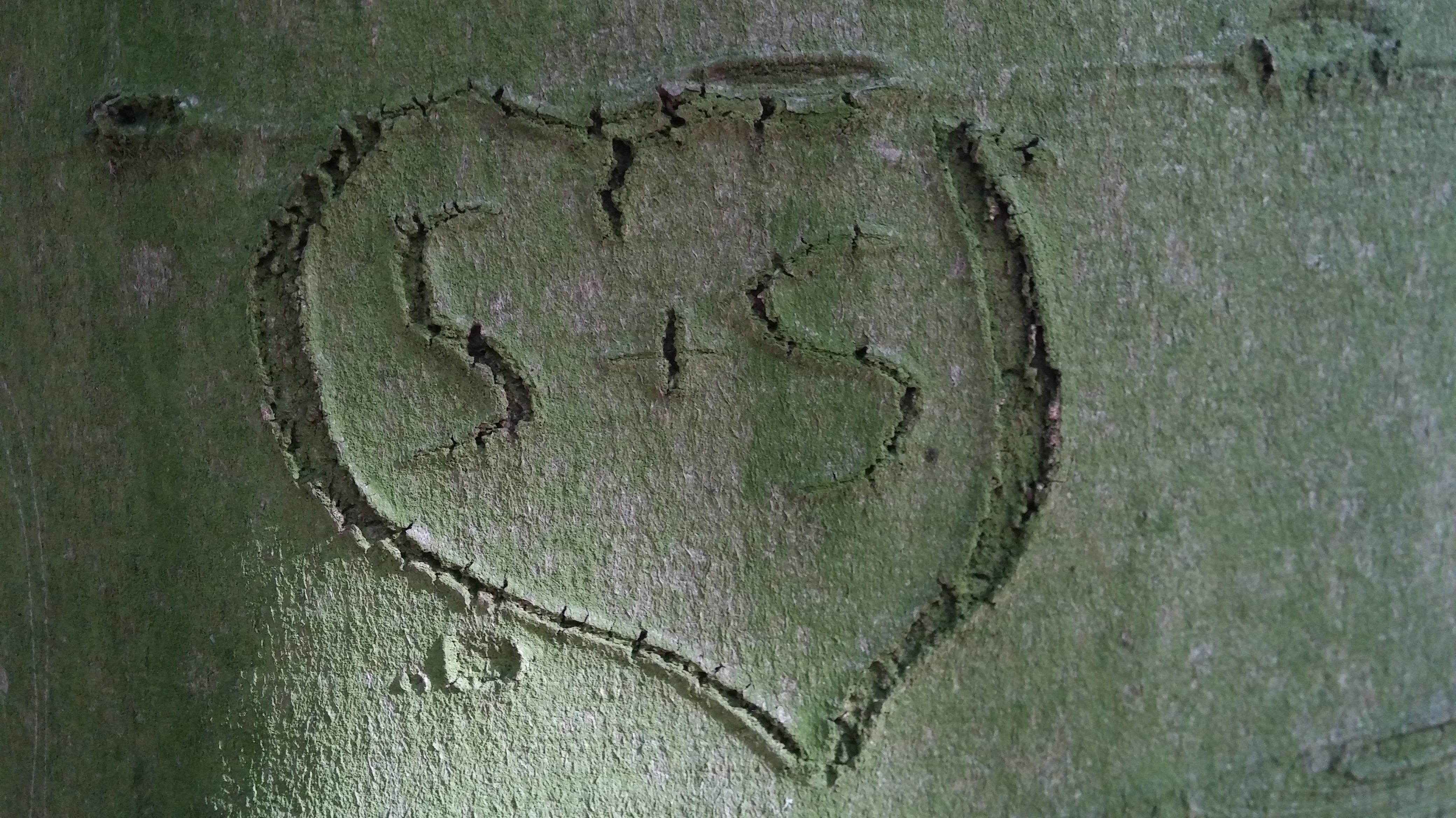 20191003_133605BaumSS